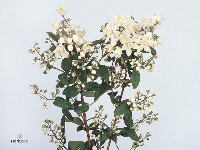DEUTZIA MAGICAL SPRI