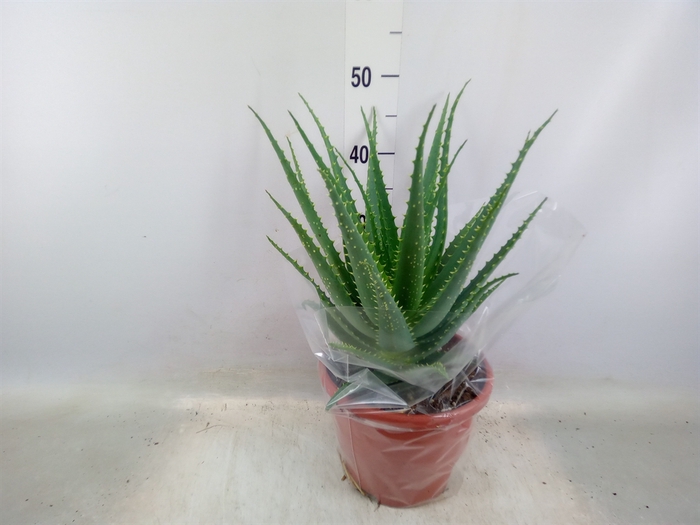 <h4>Aloe arborescens</h4>