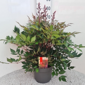 Astilbe Gloria Purpurea P26