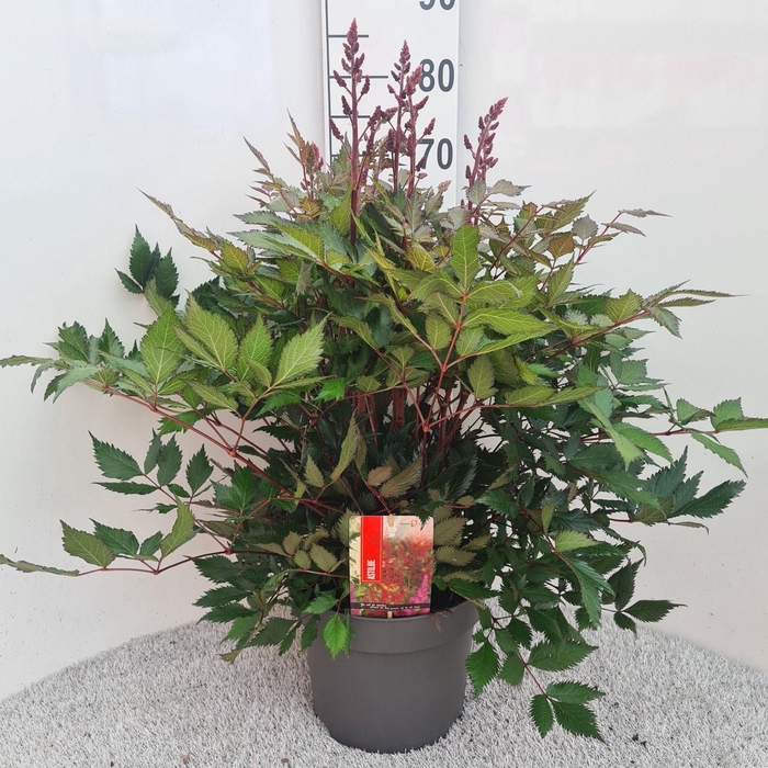 <h4>Astilbe Gloria Purpurea P26</h4>