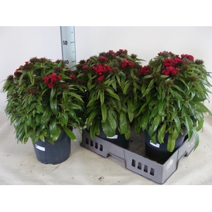 Dianthus barb. Dart Raspberry