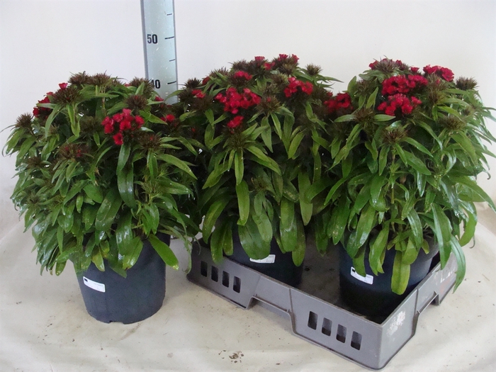 <h4>Dianthus barb. Dart Raspberry</h4>