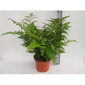 DIDYMOCHLAENA