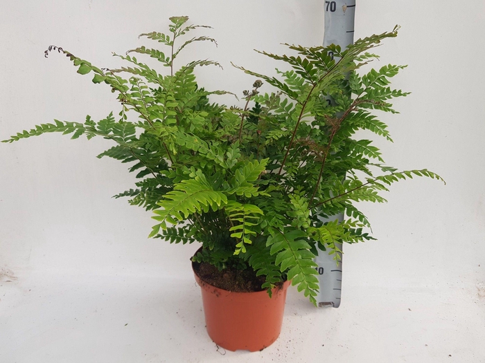 <h4>DIDYMOCHLAENA</h4>