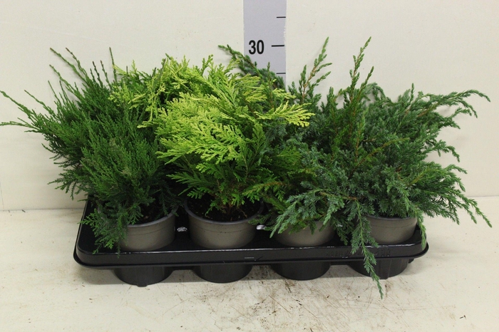 <h4>Coniferen mix platte soorten P13 potgekweekt</h4>