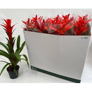 Guzmania Ostara 13Ø 60cm
