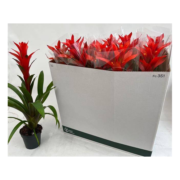<h4>Guzmania Ostara 13Ø 60cm</h4>
