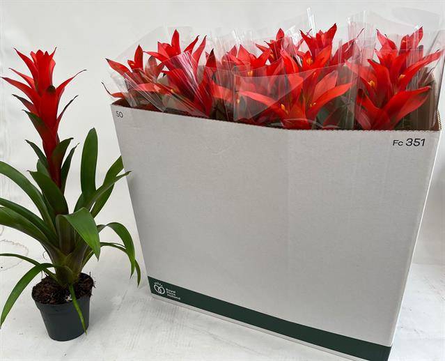 Guzmania Ostara 13Ø 60cm