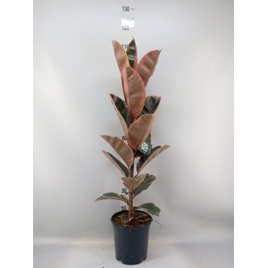 Ficus elastica 'Belize'