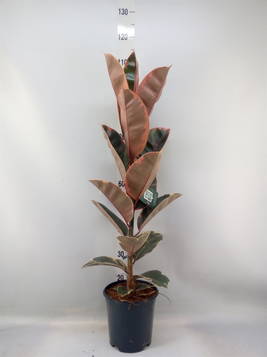 <h4>Ficus elastica 'Belize'</h4>