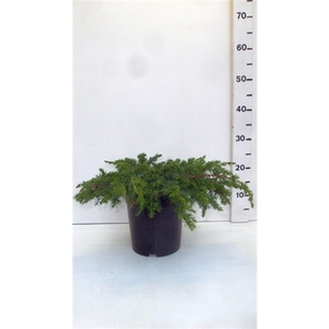 Juniperus conferta ' Schlager '