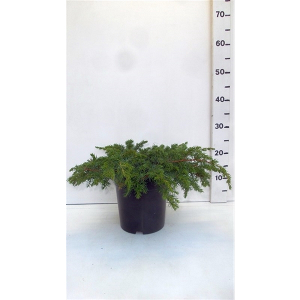 <h4>Juniperus conferta ' Schlager '</h4>
