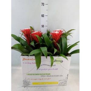 Guzmania  'Hope'