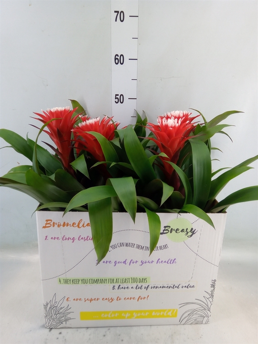 <h4>Guzmania  'Hope'</h4>