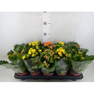 Kalanchoe blos.   ..rosebud mix  5