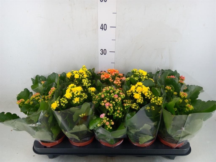 <h4>Kalanchoe blos.   ..rosebud mix  5</h4>