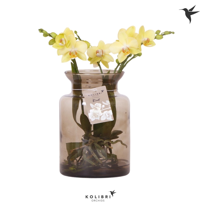 <h4>Kolibri Orchids Phalaenopsis Roots yellow in glas stolp brown</h4>