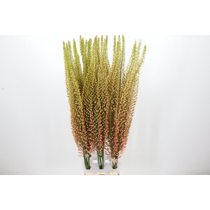 Eremurus Pink Floyd