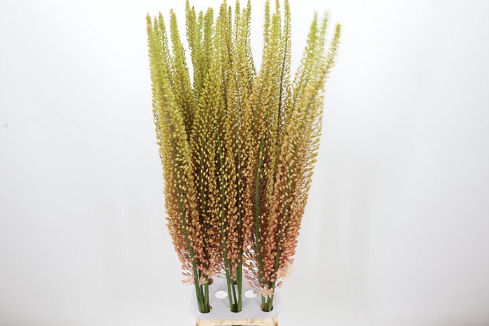 <h4>Eremurus Pink Floyd</h4>