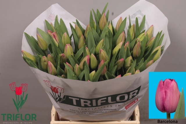 <h4>Tulipa si barcelona</h4>