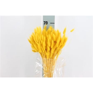 Dried Lagurus Bleached Yellow Bs