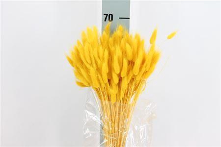 <h4>Dried Lagurus Bleached Yellow Bs</h4>