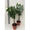 Pachira Aquatica
