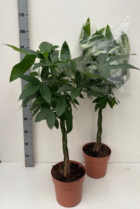 Pachira Aquatica