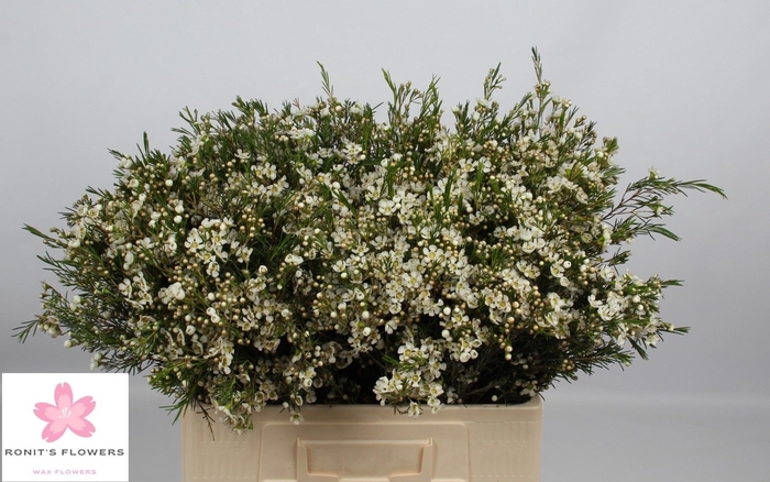 <h4>CHAME UN OFIR</h4>