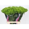 Dianthus Br Kiwi Mellow
