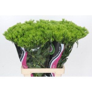 Dianthus Br Kiwi Mellow