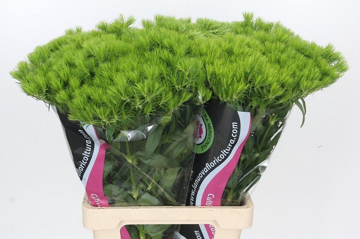 <h4>Dianthus Br Kiwi Mellow</h4>
