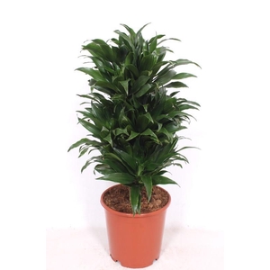 Dracaena Compacta
