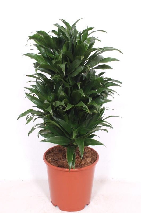 <h4>Dracaena Compacta</h4>