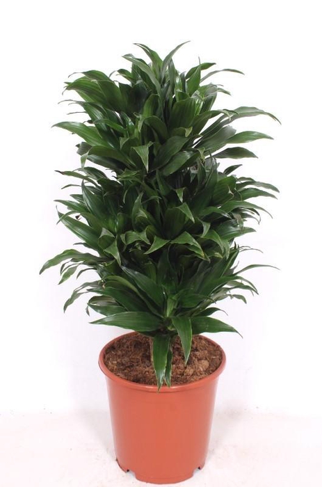 <h4>Dracaena Compacta</h4>