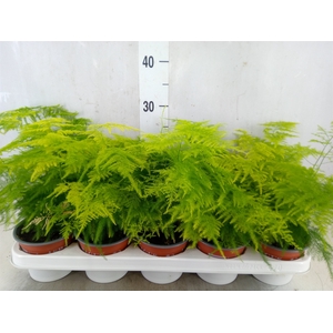 Asparagus setaceus