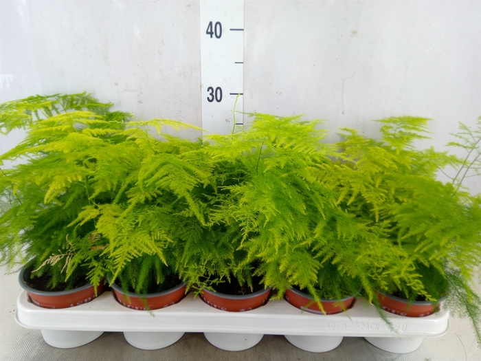 <h4>Asparagus setaceus</h4>