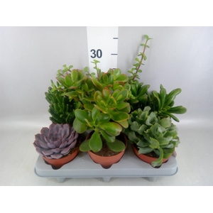 Succulents   ...