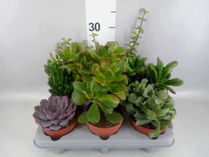 <h4>Succulents   ...</h4>