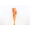 Dried Triticum Bleached Light Pink Bunch