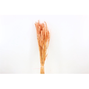 Dried Triticum Bleached Light Pink Bunch