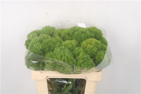<h4>Di Barb Green Wicky</h4>