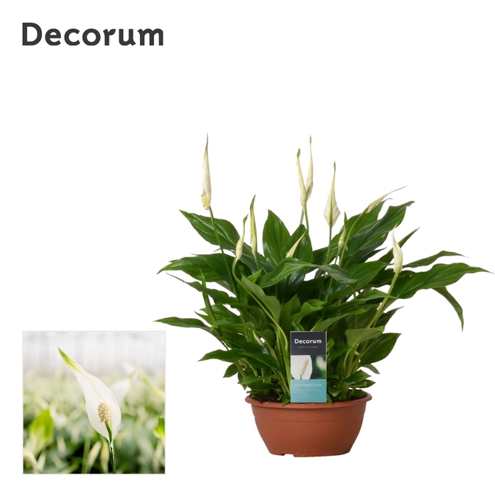 <h4>Spathiphyllum 17 cm Chopin Decorum</h4>