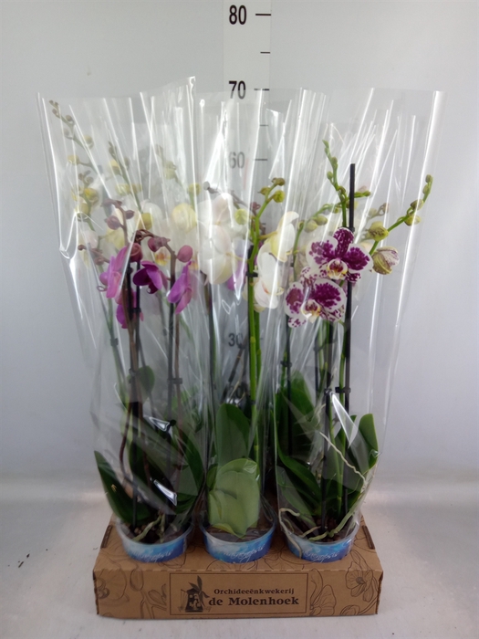 <h4>Phalaenopsis   ...mix  4</h4>