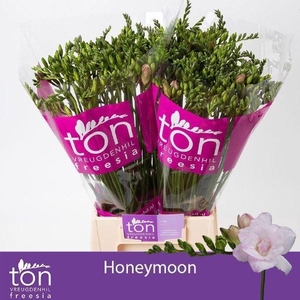 FREESIA DU HONEYMOON 18 GR.
