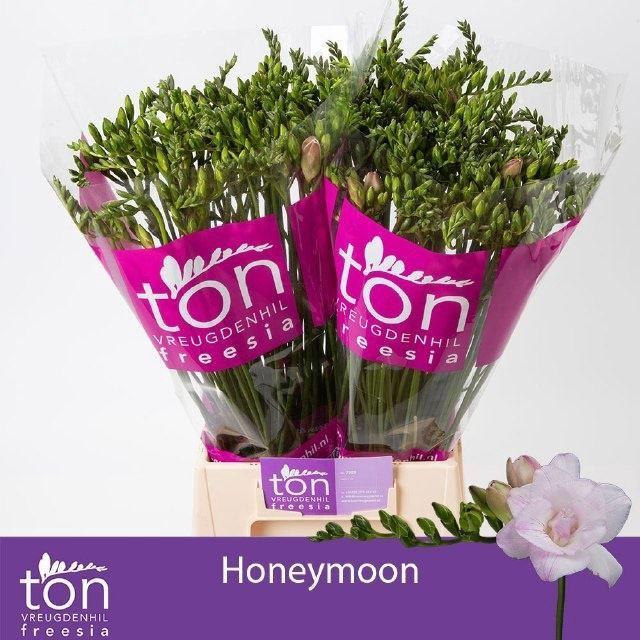 <h4>FREESIA DU HONEYMOON 18 GR.</h4>