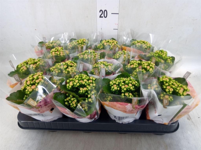<h4>Kalanchoe blos. 'RosDon Alano'</h4>