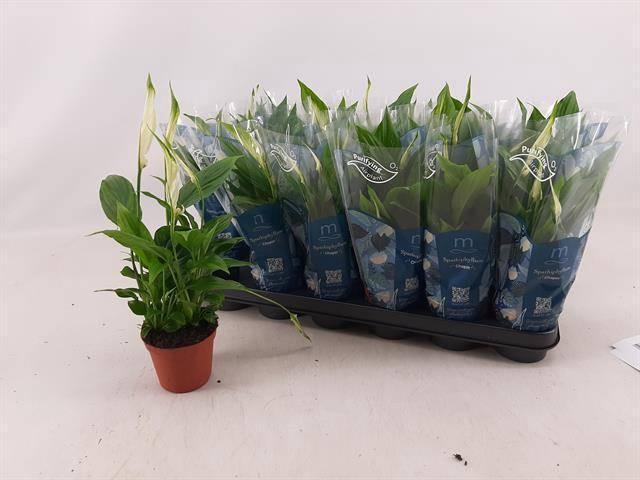 <h4>Spath Chopin</h4>