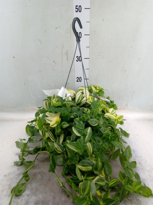 <h4>Tradescantia  'Yellow Hill'</h4>