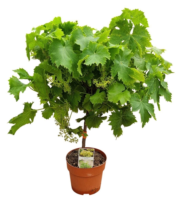 <h4>VITIS VINIFERA</h4>